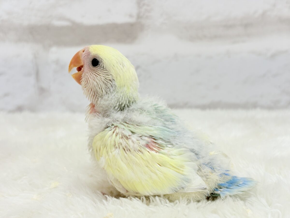 コザクラインコ（小桜インコ）