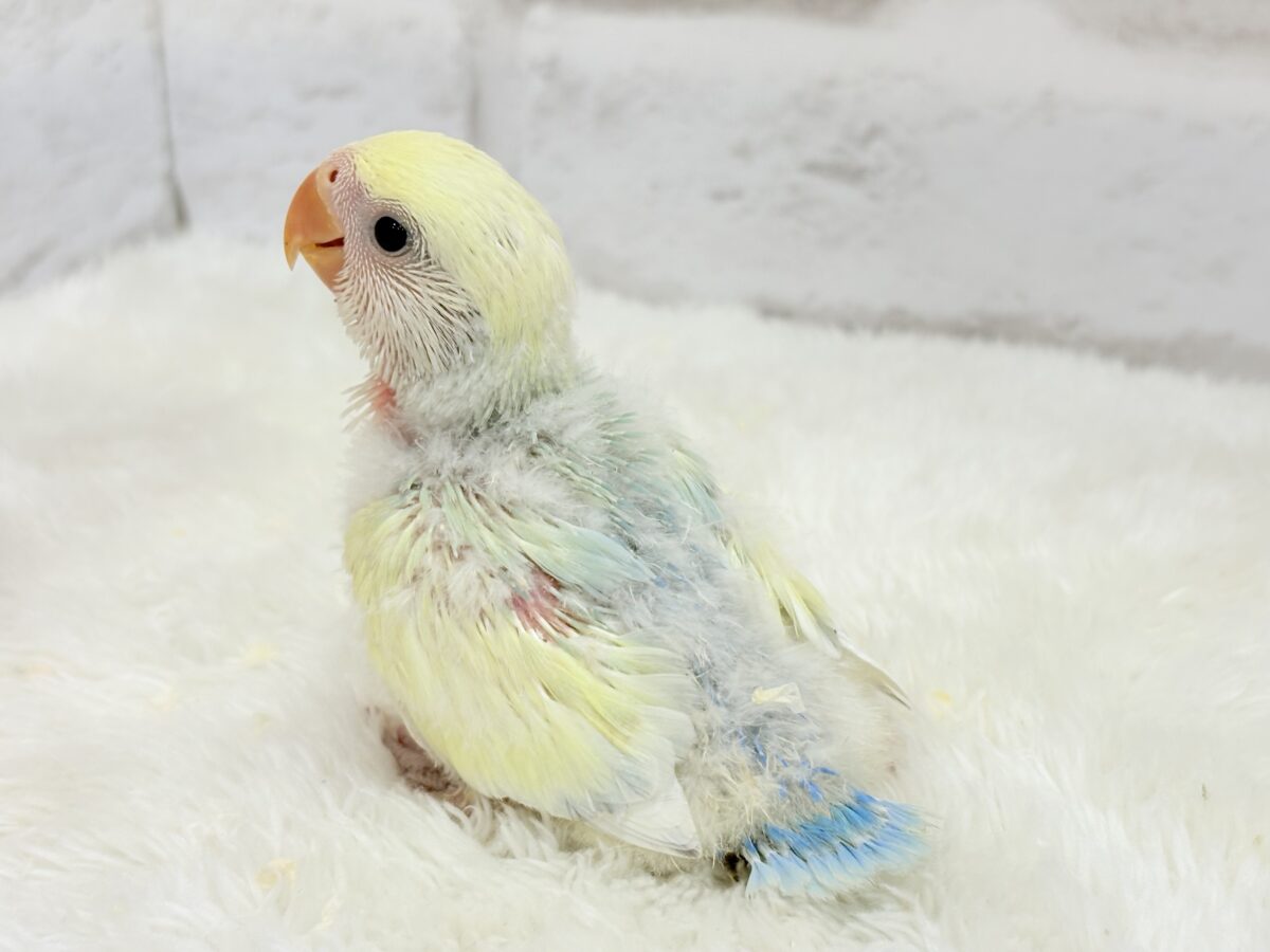 【最新画像更新🪄】レモンクリーム全部乗せ🐣🧁コザクラインコ(ブルーチェリーオパーリンパイド) ヒナ コザクラインコ(小桜インコ)