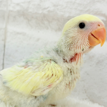 レモンクリーム全部乗せ🐣🧁コザクラインコ(ブルーチェリーオパーリンパイド) ヒナ