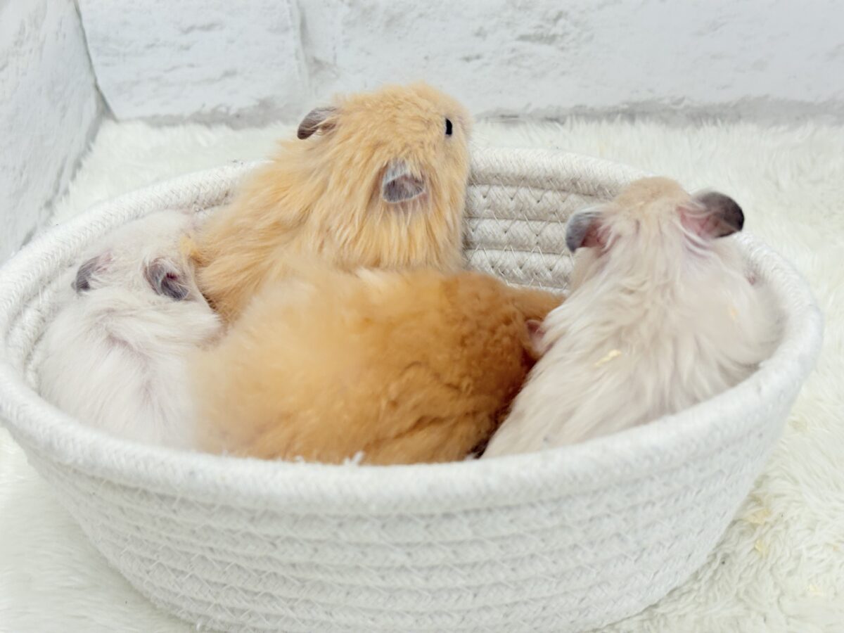 個性的☆ブラザーズ🐹🪅ゴールデン系ハムスター(男の子) ゴールデンハムスター