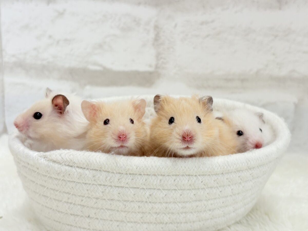 個性的☆ブラザーズ🐹🪅ゴールデン系ハムスター(男の子) ゴールデンハムスター