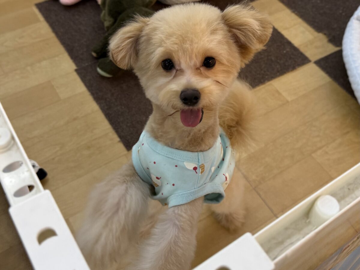 最新画像更新✨膝の上大好き💗愛機たっぷりな(ポメプー)ポメラニアン×トイプードルのハーフ犬男のコきました〜🌟