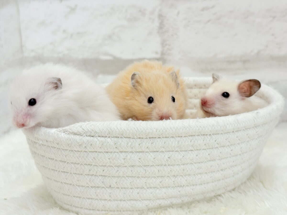 個性的☆ブラザーズ🐹🪅ゴールデン系ハムスター(男の子) ゴールデンハムスター