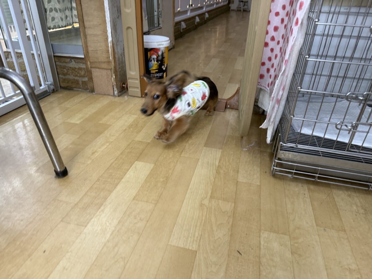 ミニチュアダックス