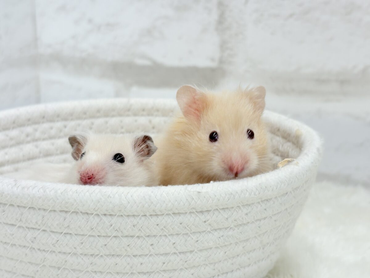 個性的☆ブラザーズ🐹🪅ゴールデン系ハムスター(男の子) ゴールデンハムスター