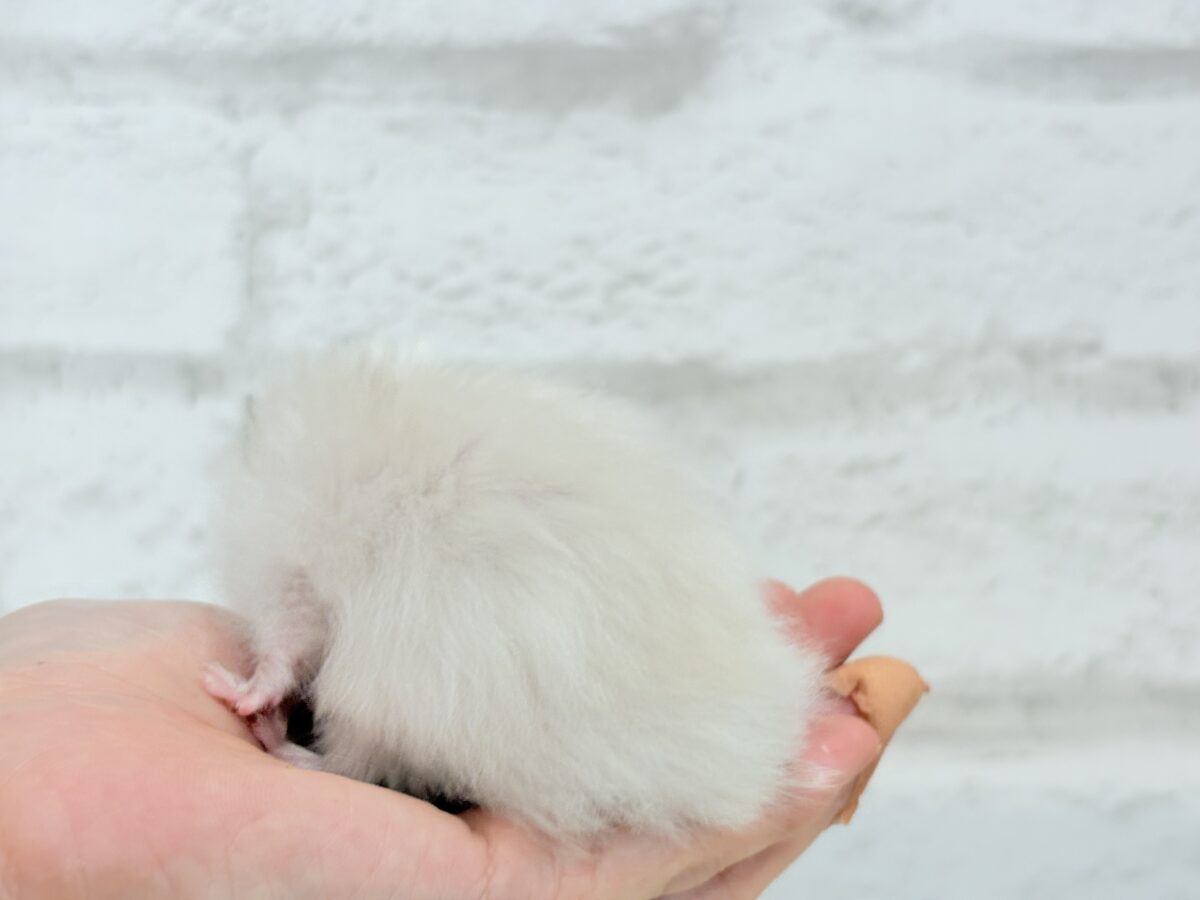 個性的☆ブラザーズ🐹🪅ゴールデン系ハムスター(男の子) ゴールデンハムスター