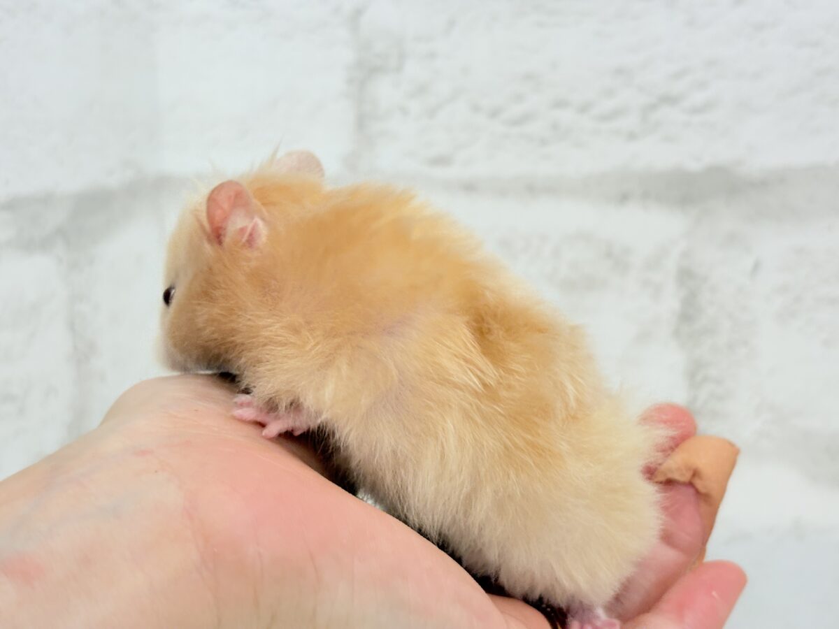 個性的☆ブラザーズ🐹🪅ゴールデン系ハムスター(男の子) ゴールデンハムスター