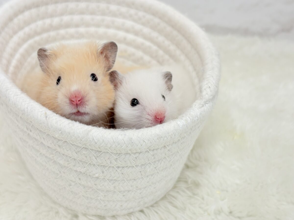 個性的☆ブラザーズ🐹🪅ゴールデン系ハムスター(男の子) ゴールデンハムスター