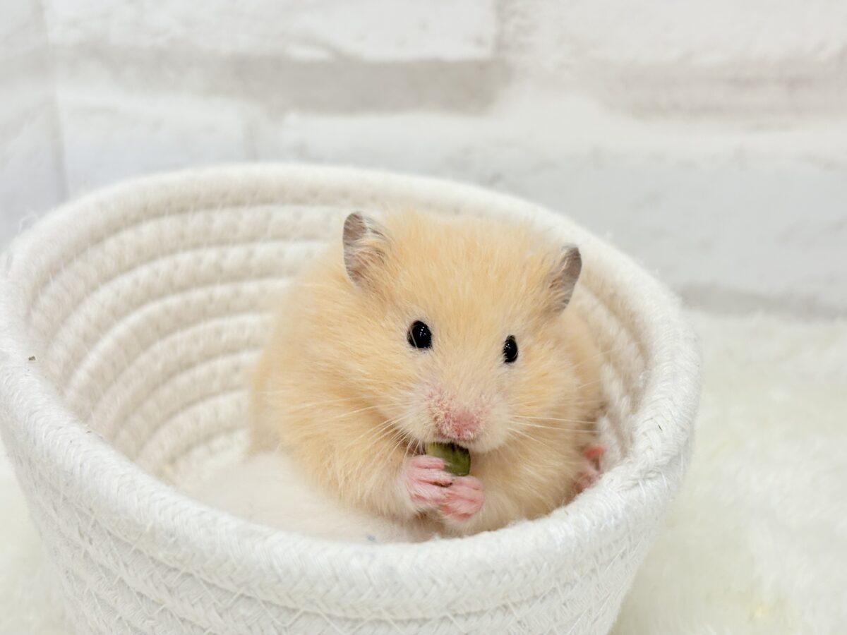 ゴールデンハムスター