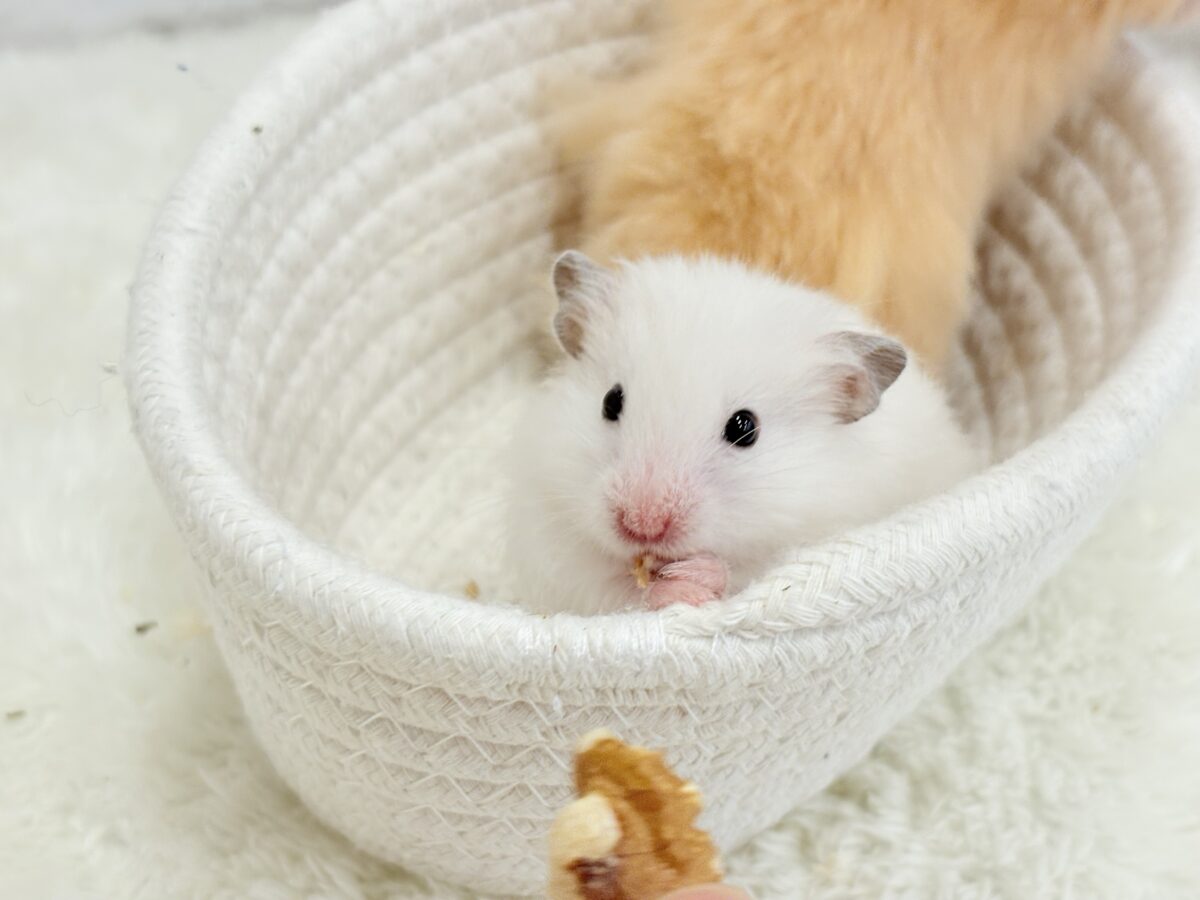 ゴールデンハムスター