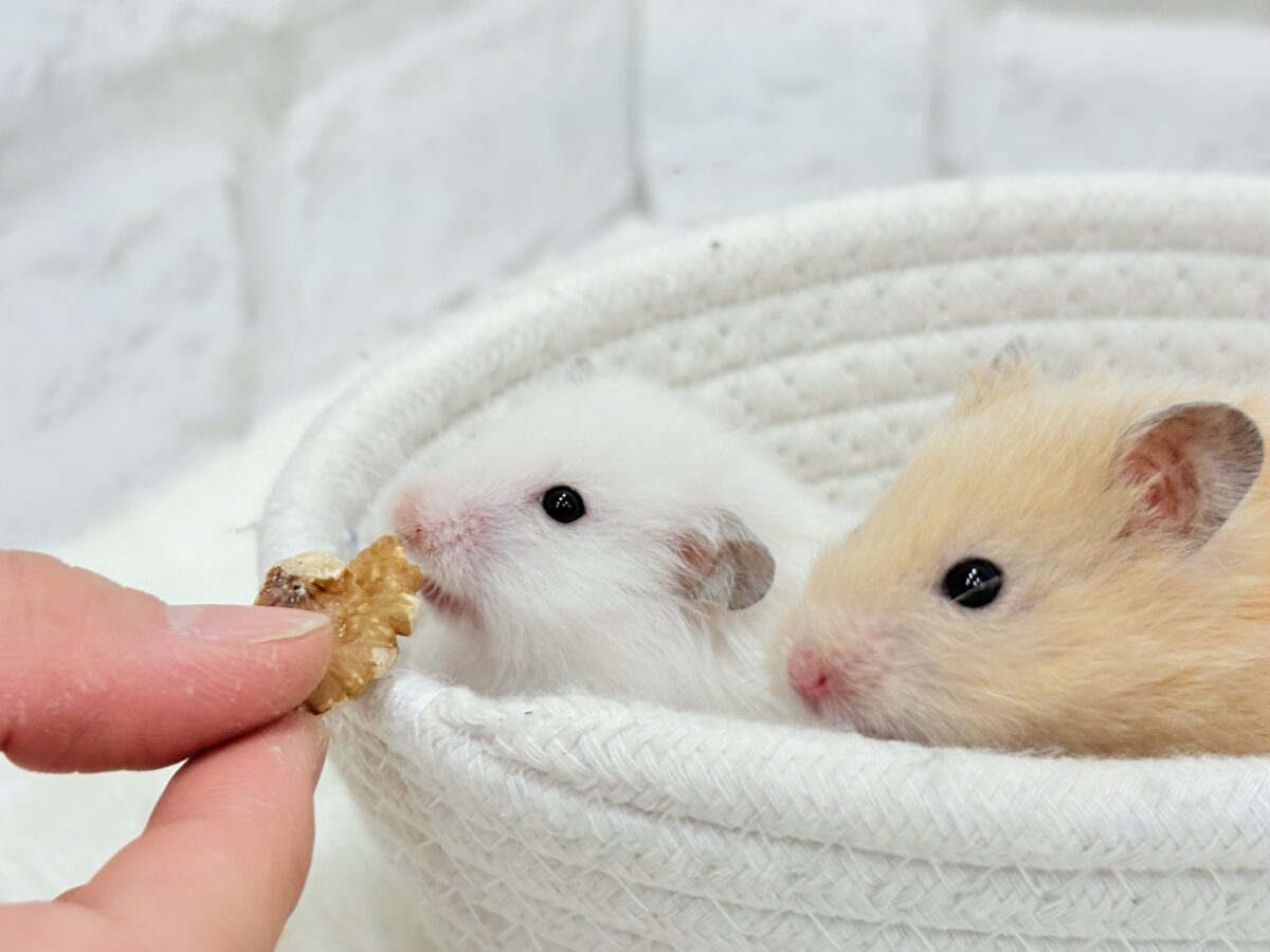 ゴールデンハムスター