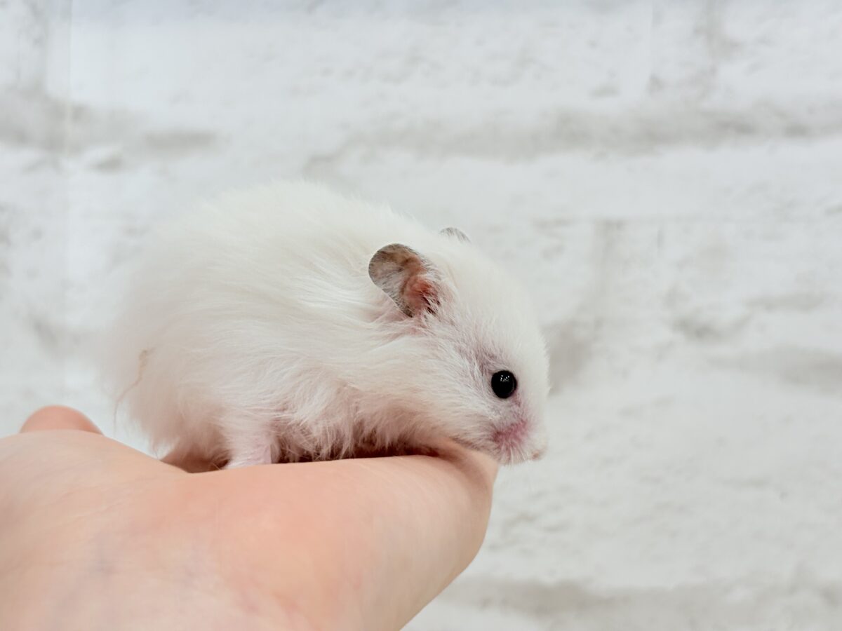 個性的☆ブラザーズ🐹🪅ゴールデン系ハムスター(男の子) ゴールデンハムスター