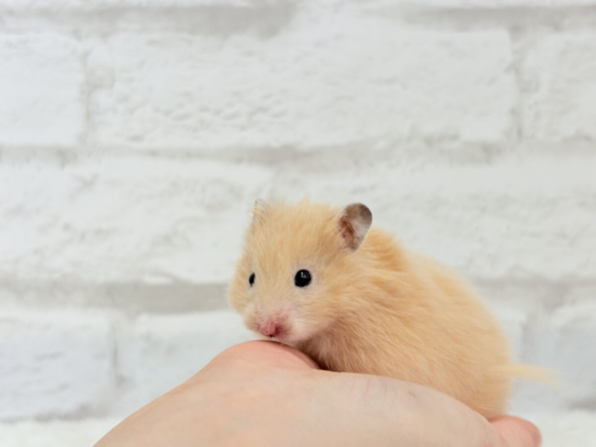 個性的☆ブラザーズ🐹🪅ゴールデン系ハムスター(男の子) ゴールデンハムスター