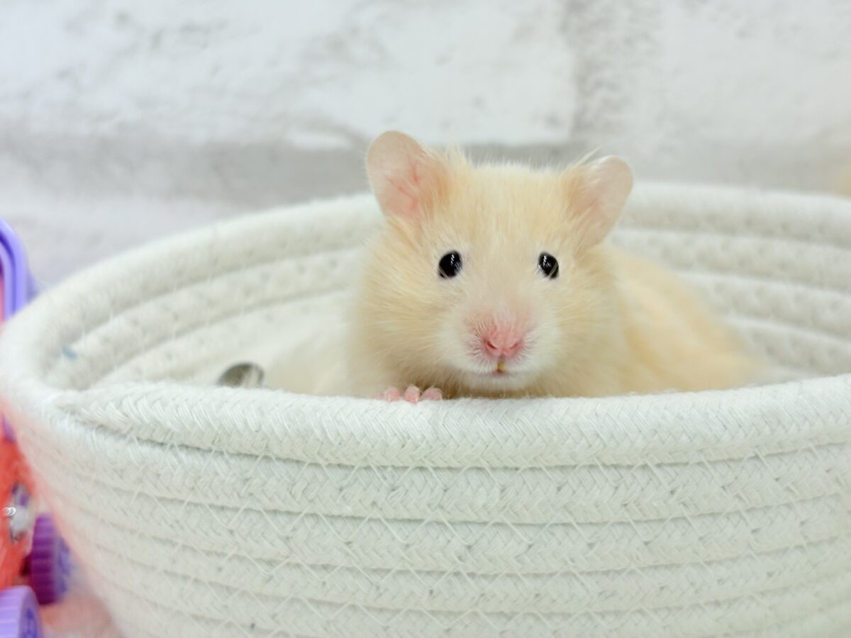 個性的☆ブラザーズ🐹🪅ゴールデン系ハムスター(男の子) ゴールデンハムスター