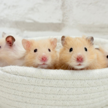 個性的‪☆ブラザーズ🐹🪅ゴールデン系ハムスター(男の子)