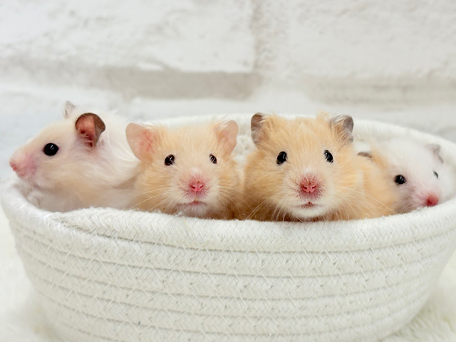 個性的☆ブラザーズ🐹🪅ゴールデン系ハムスター(男の子) 個性的☆ブラザーズ🐹🪅ゴールデン系ハムスター(男の子)