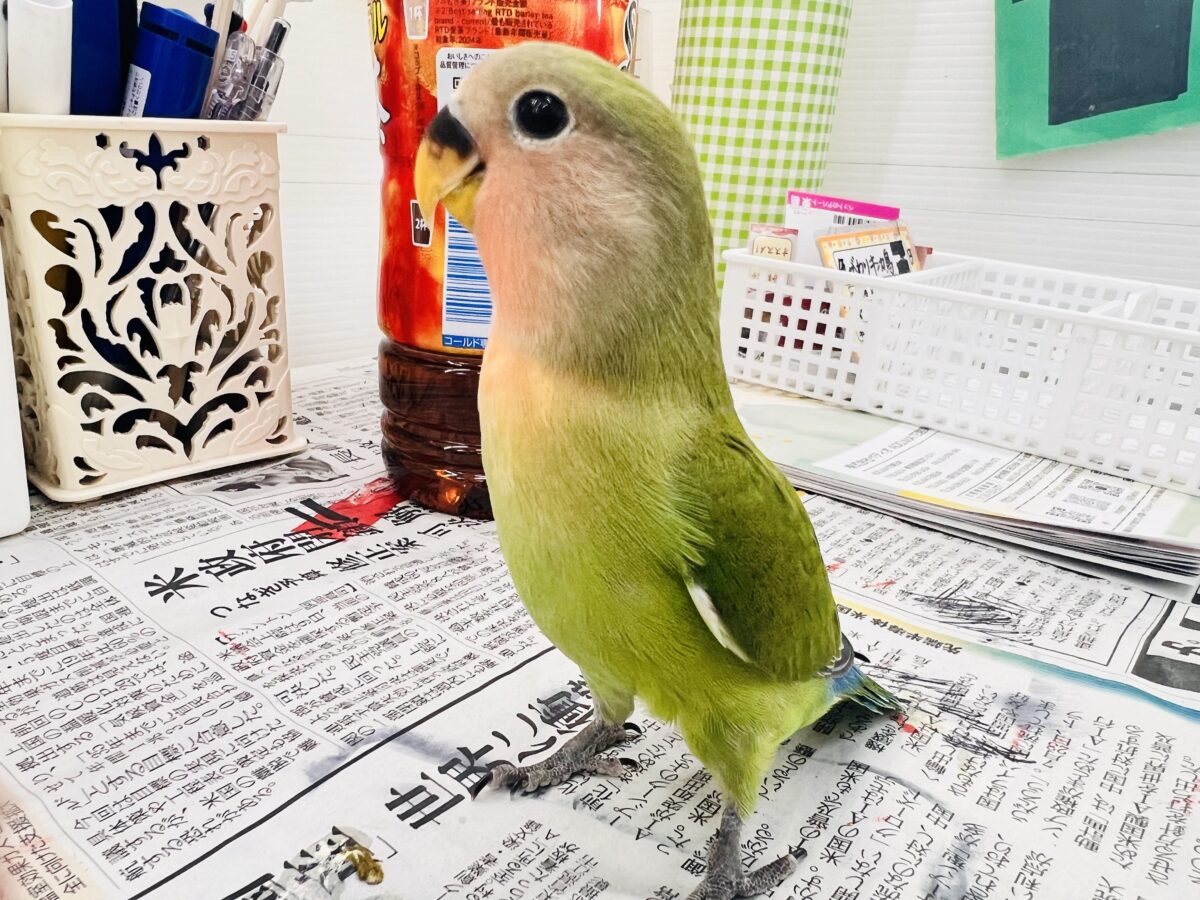 コザクラインコ（小桜インコ）
