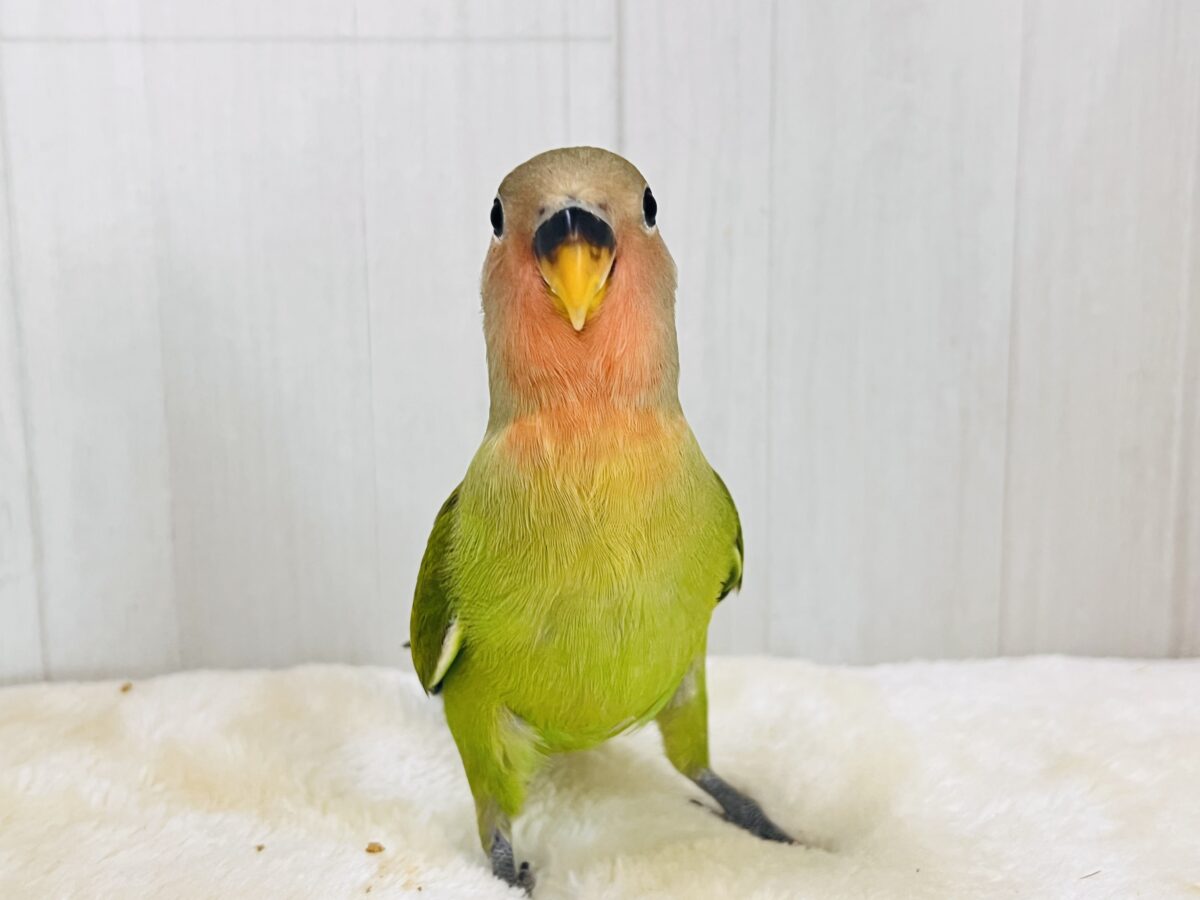 画像更新☆慣れすぎてゼロ距離❣️お抹茶色🍵小桜インコのノーマル💚