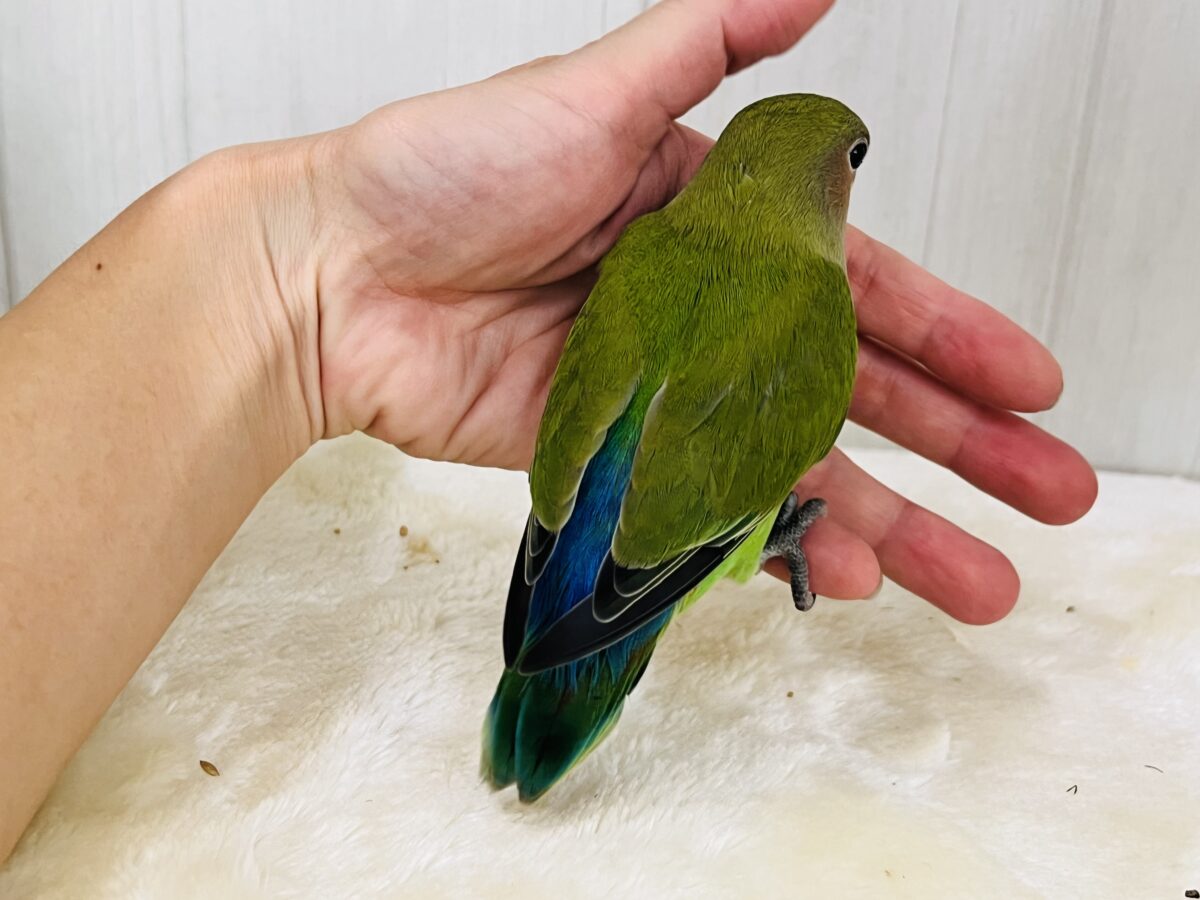 コザクラインコ（小桜インコ）