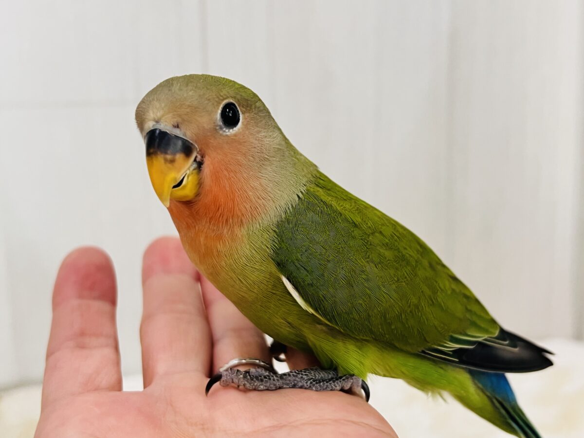コザクラインコ（小桜インコ）