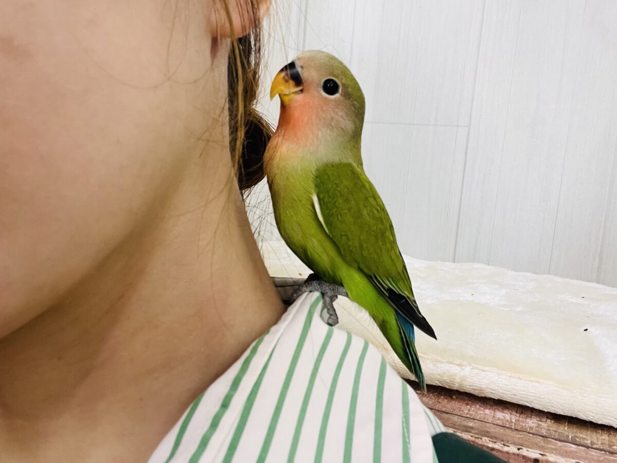 コザクラインコ（小桜インコ）