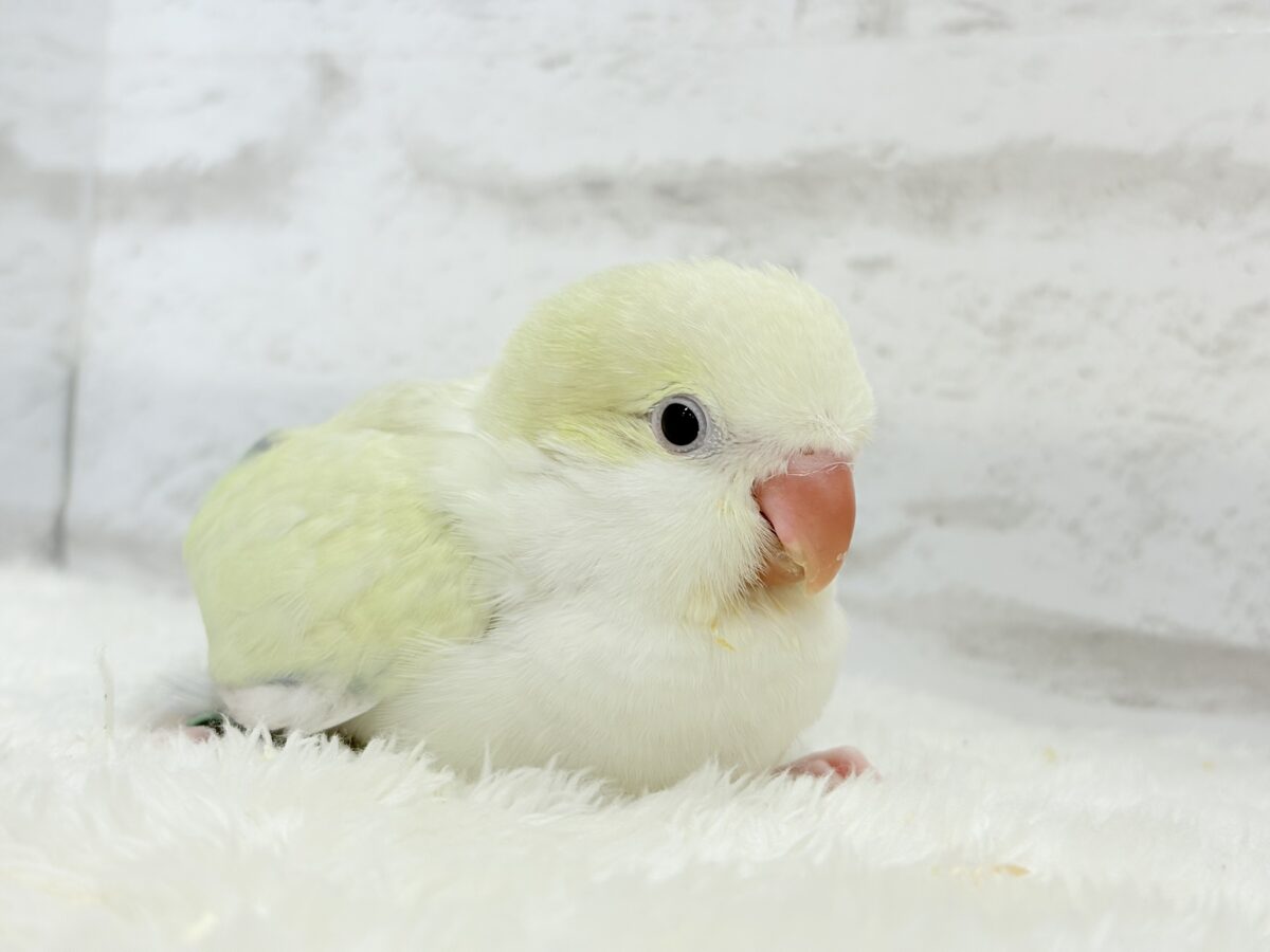オキナインコ