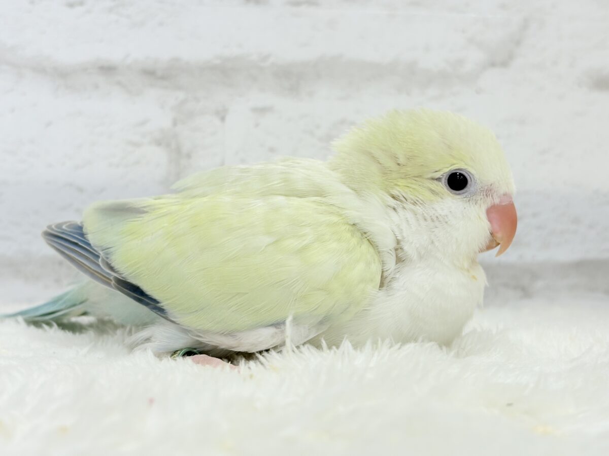 【最新画像更新🪄】甘々コットンキャンディー🐥🍬🫧オキナインコ(アクアブルーパリドオパーリン) ヒナ オキナインコ