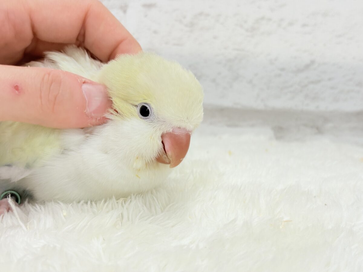 オキナインコ