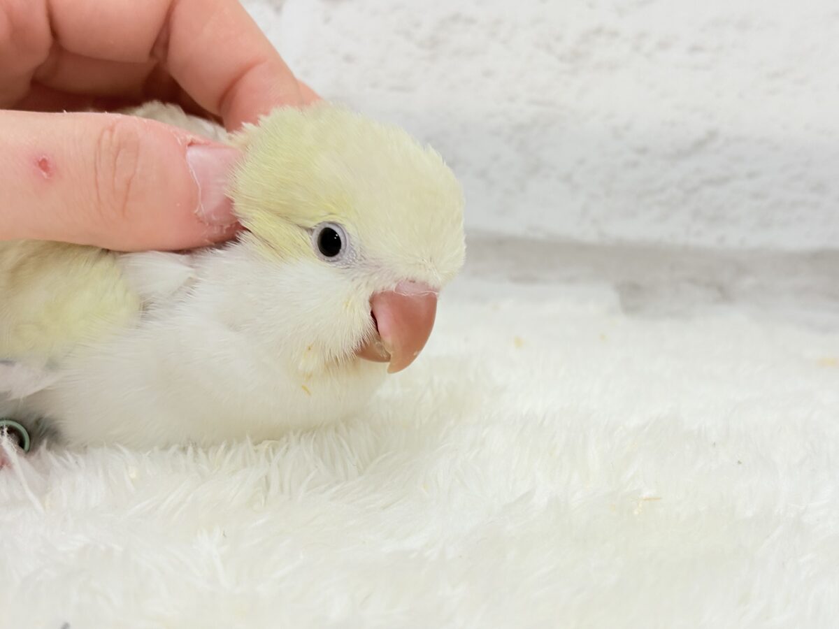【最新画像更新🪄】甘々コットンキャンディー🐥🍬🫧オキナインコ(アクアブルーパリドオパーリン) ヒナ オキナインコ