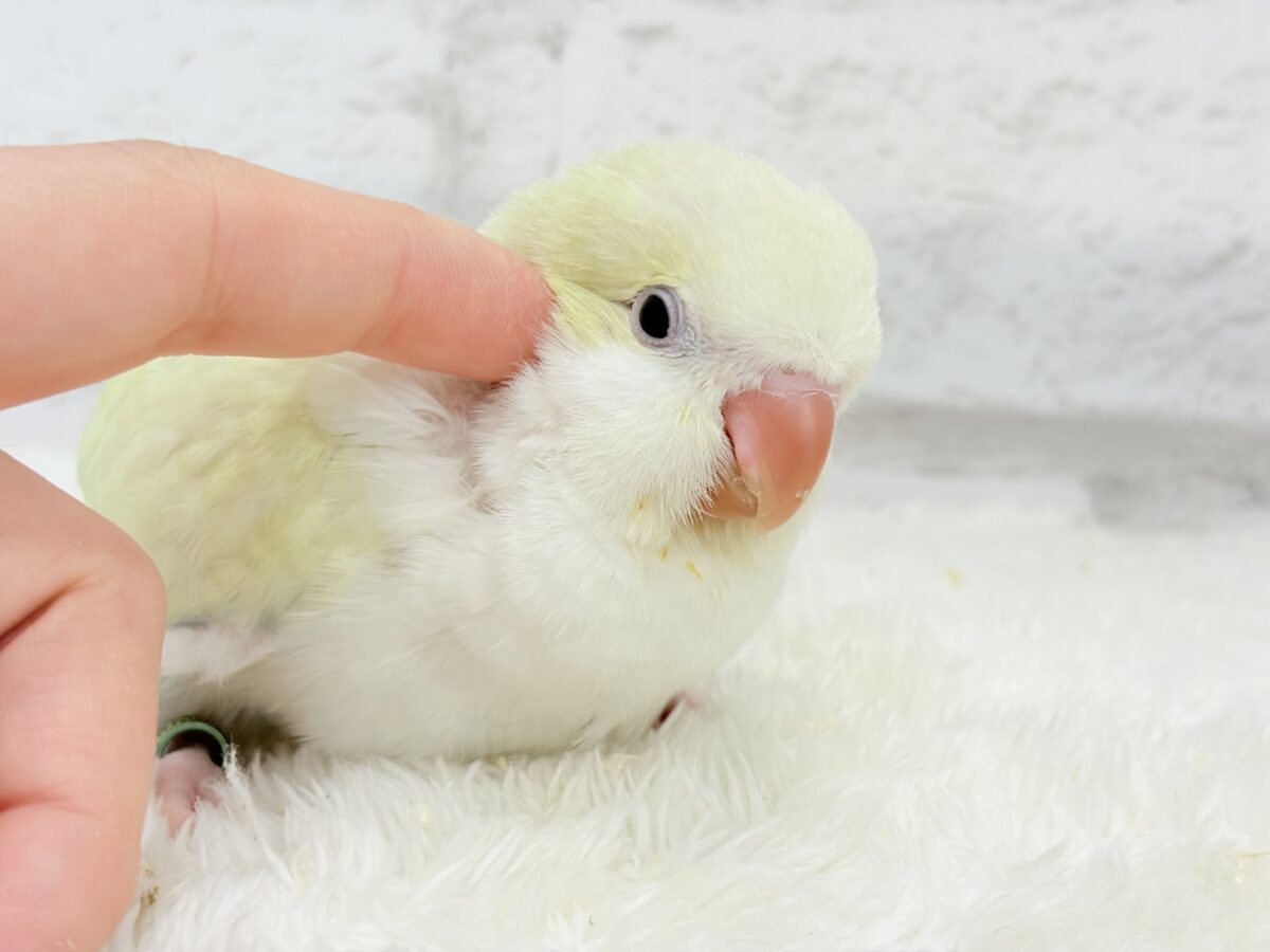 オキナインコ