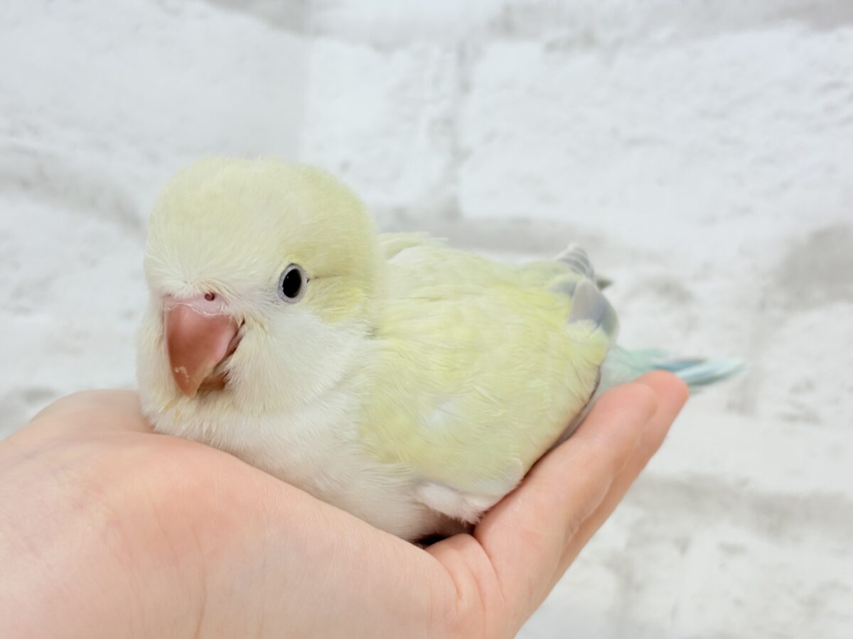 【最新画像更新🪄】甘々コットンキャンディー🐥🍬🫧オキナインコ(アクアブルーパリドオパーリン) ヒナ オキナインコ