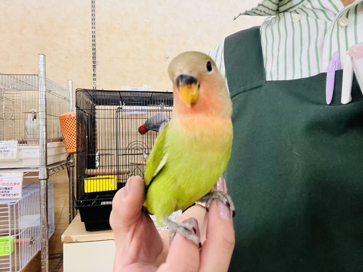コザクラインコ（小桜インコ）