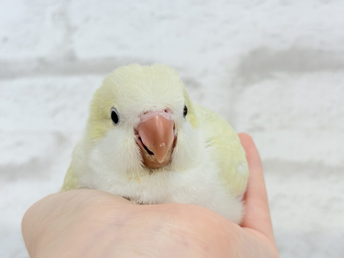 【最新画像更新🪄】甘々コットンキャンディー🐥🍬🫧オキナインコ(アクアブルーパリドオパーリン) ヒナ オキナインコ