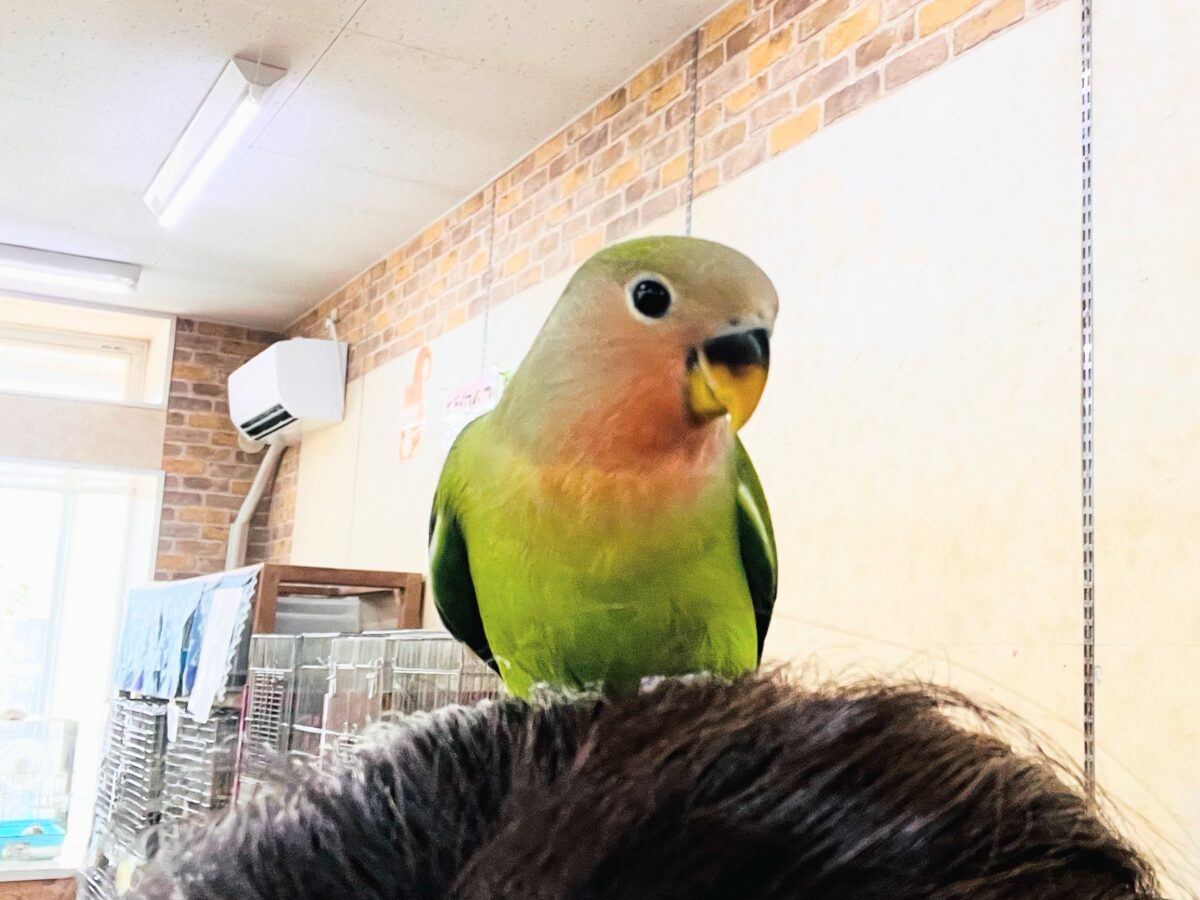 コザクラインコ（小桜インコ）