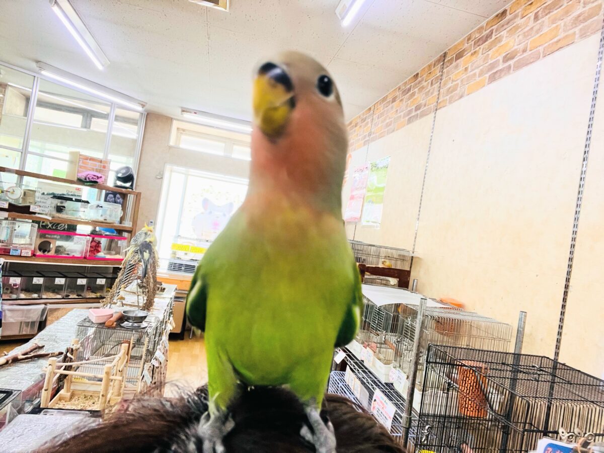 コザクラインコ（小桜インコ）