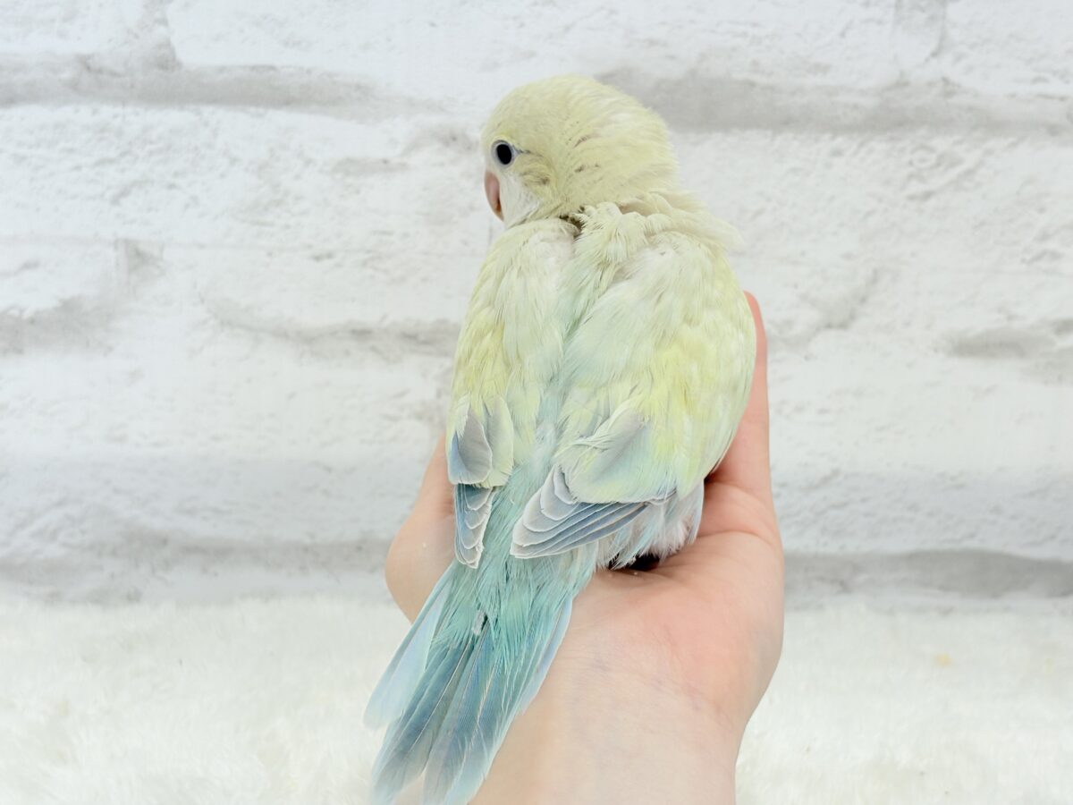 オキナインコ