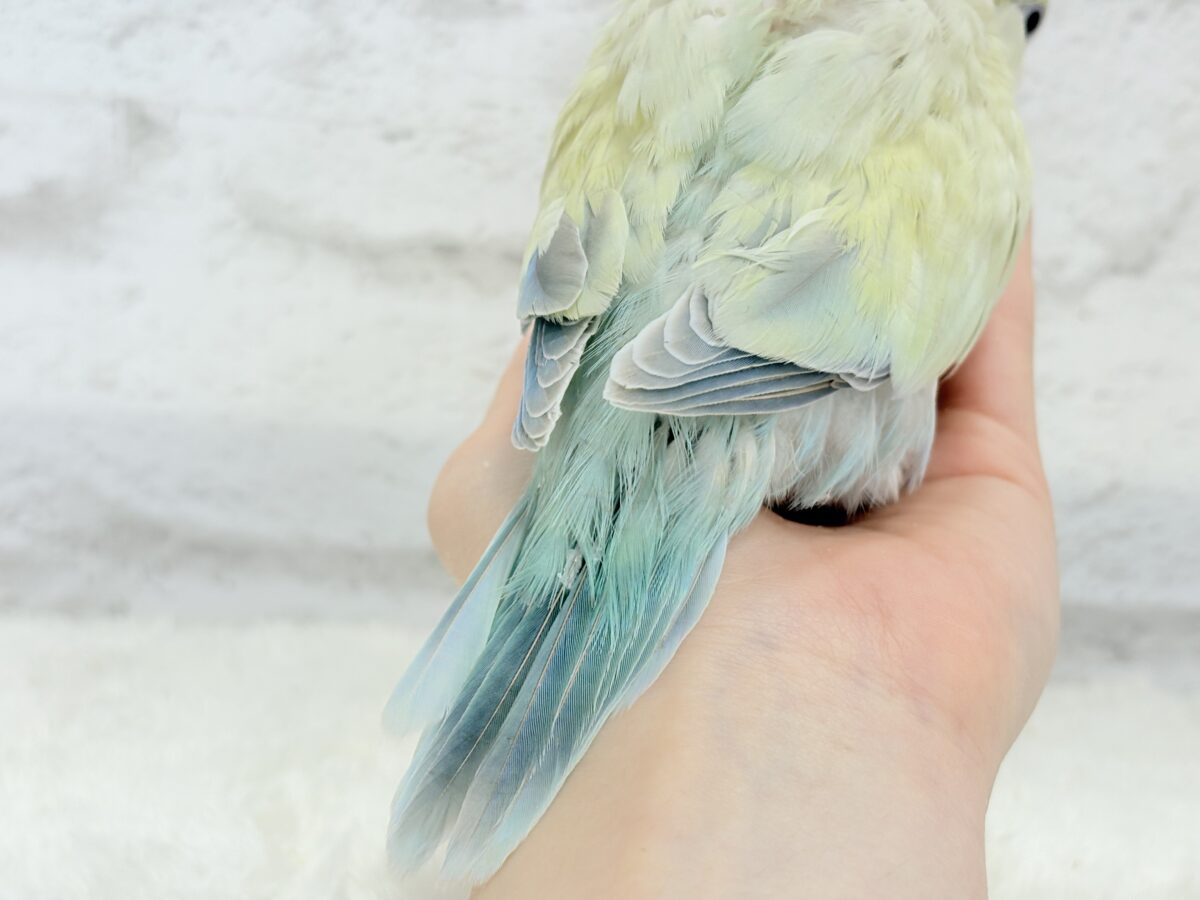 オキナインコ