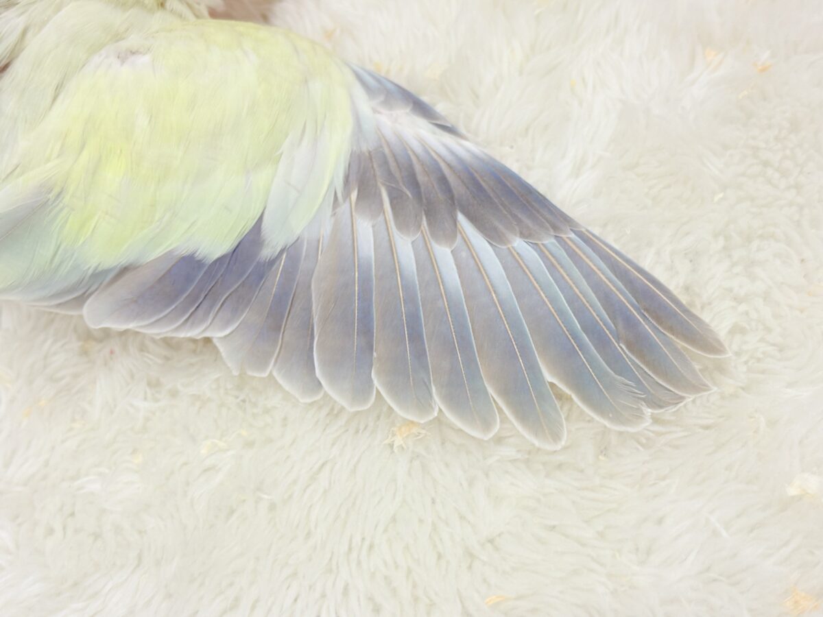【最新画像更新🪄】甘々コットンキャンディー🐥🍬🫧オキナインコ(アクアブルーパリドオパーリン) ヒナ オキナインコ