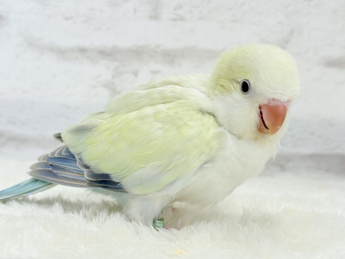 オキナインコ
