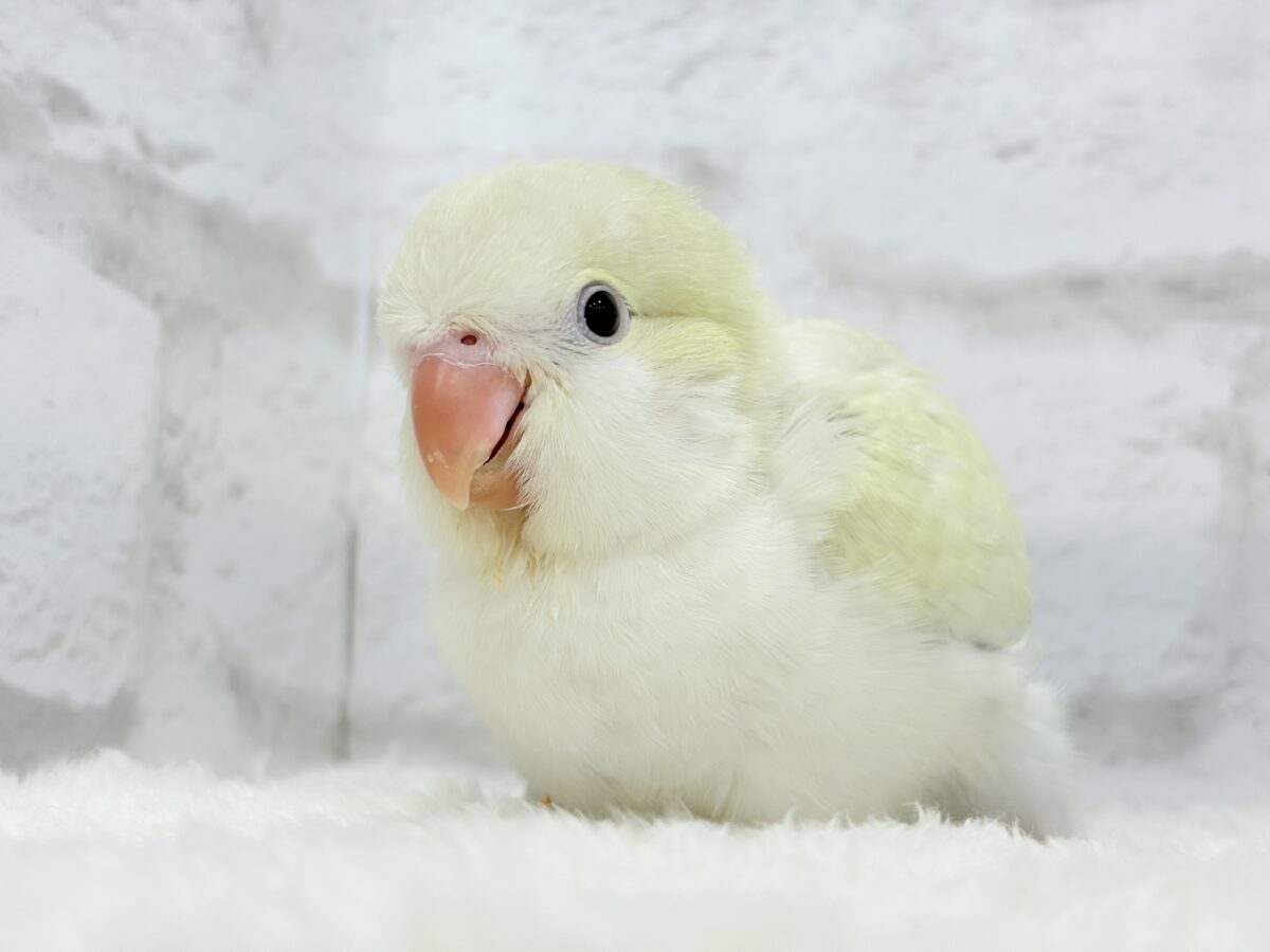 【最新画像更新🪄】甘々コットンキャンディー🐥🍬🫧オキナインコ(アクアブルーパリドオパーリン) ヒナ オキナインコ
