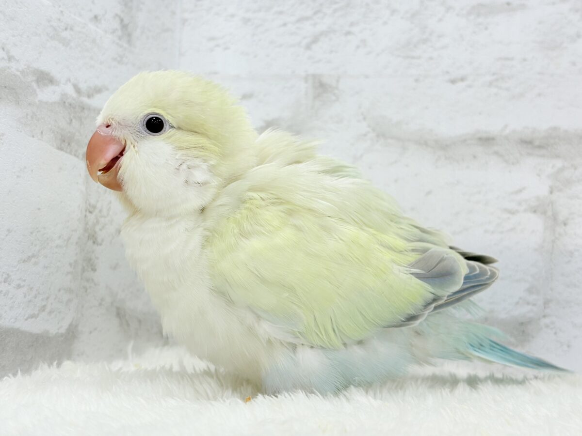 オキナインコ