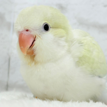 【最新画像更新🪄】甘々コットンキャンディー🐥🍬🫧オキナインコ(アクアブルーパリドオパーリン) ヒナ