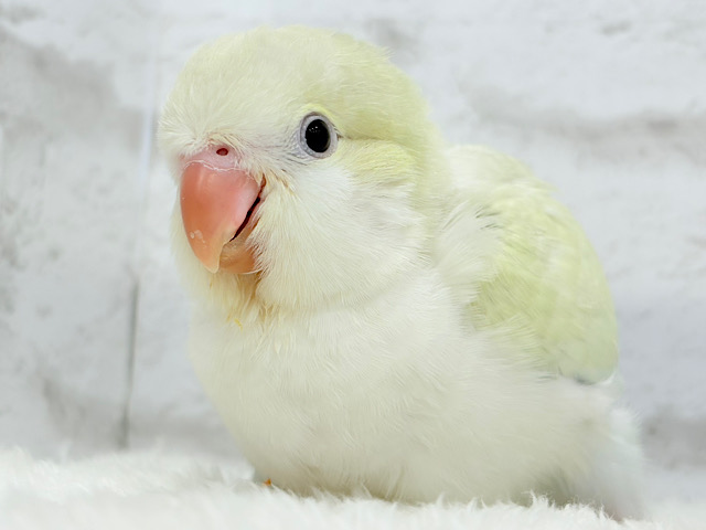 【最新画像更新🪄】甘々コットンキャンディー🐥🍬🫧オキナインコ(アクアブルーパリドオパーリン) ヒナ 【最新画像更新🪄】甘々コットンキャンディー🐥🍬🫧オキナインコ(アクアブルーパリドオパーリン) ヒナ