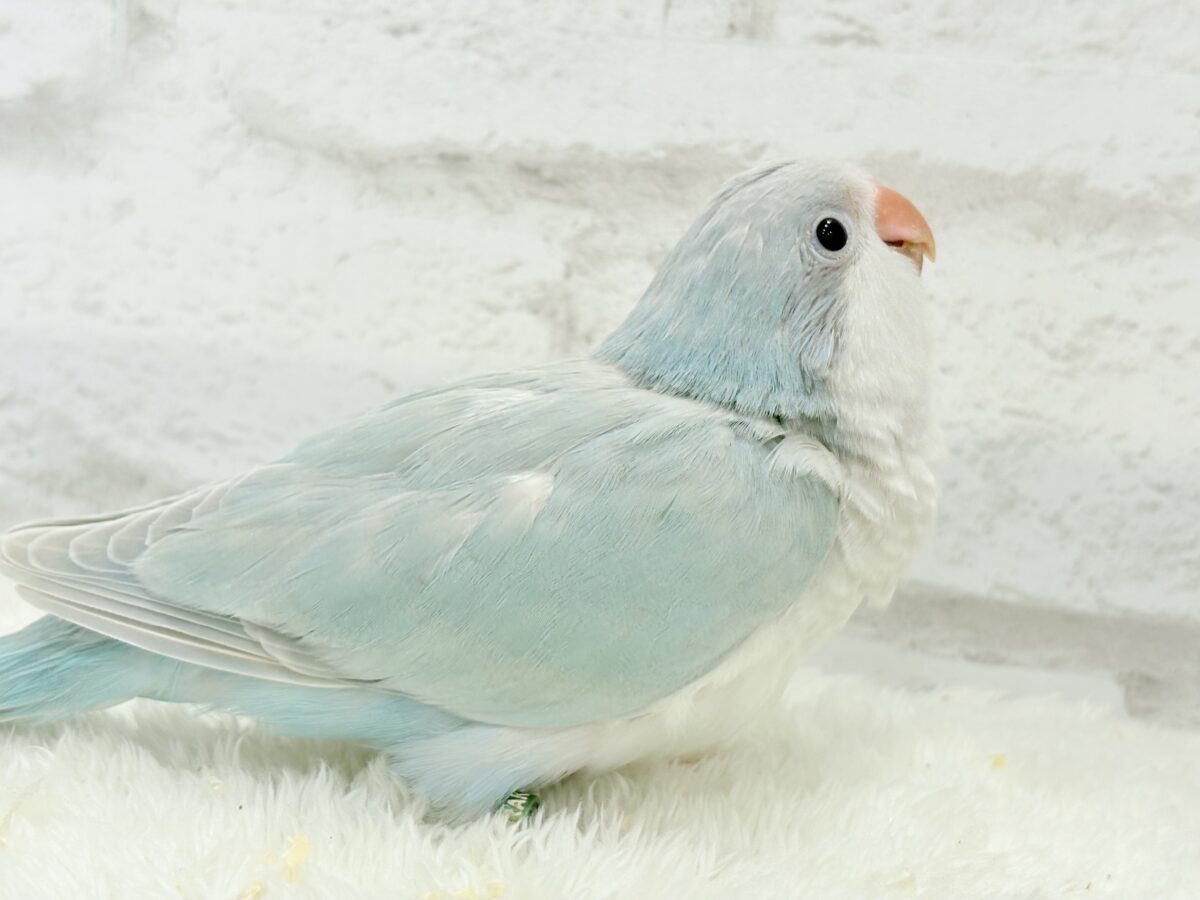 オキナインコ