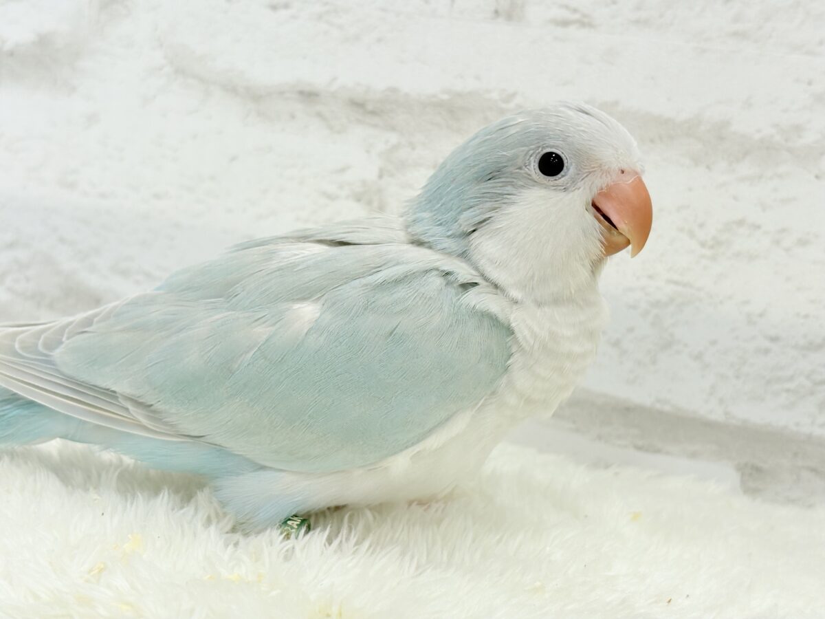 オキナインコ
