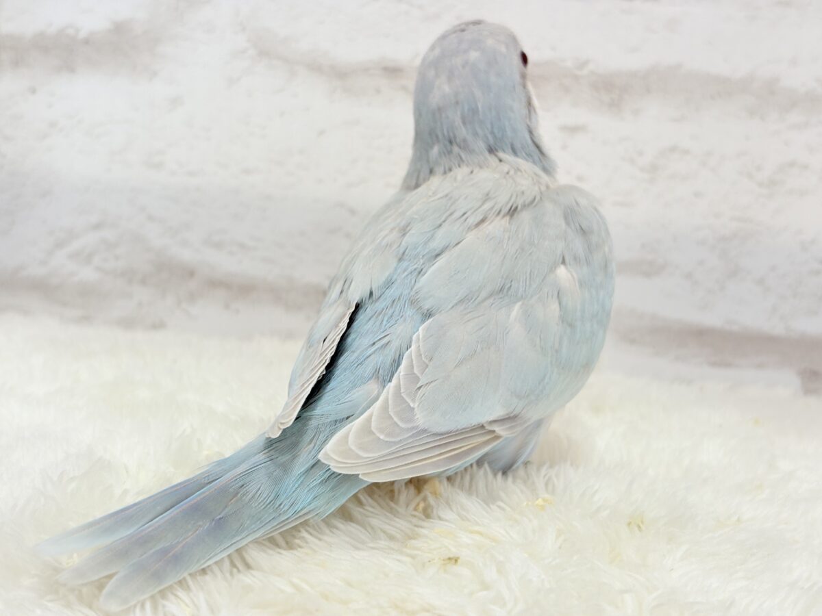 オキナインコ