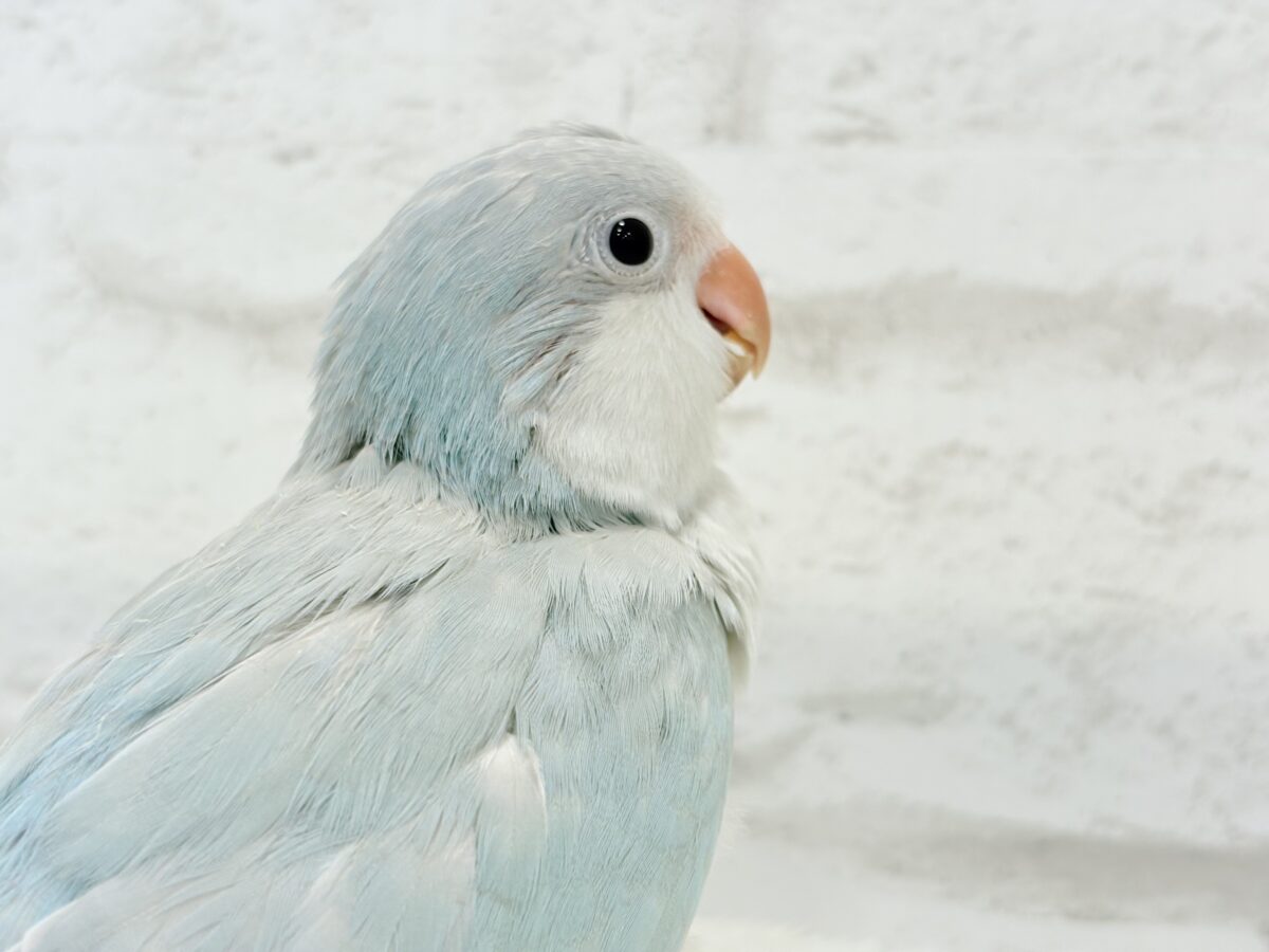 オキナインコ
