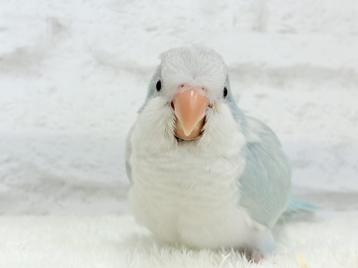 【最新画像更新🪄】ラムネみたいな淡いブルー🐣🩵🫧オキナインコ(ブルーパリドイノ) ヒナ オキナインコ