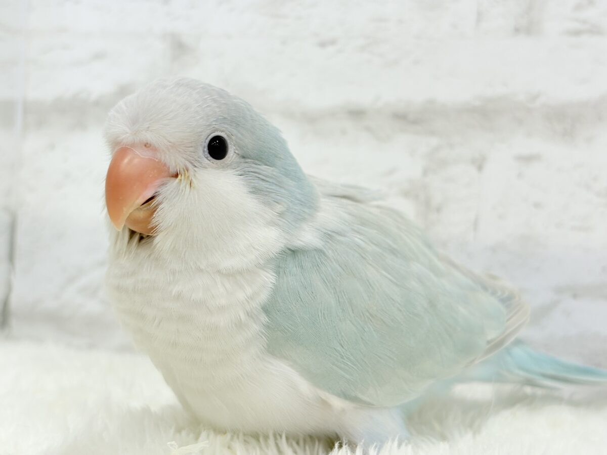 オキナインコ