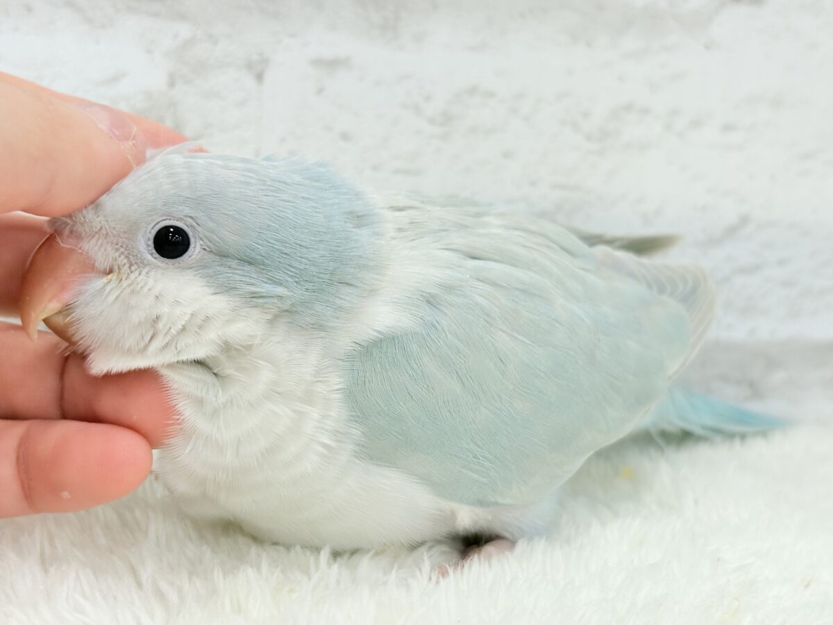 オキナインコ
